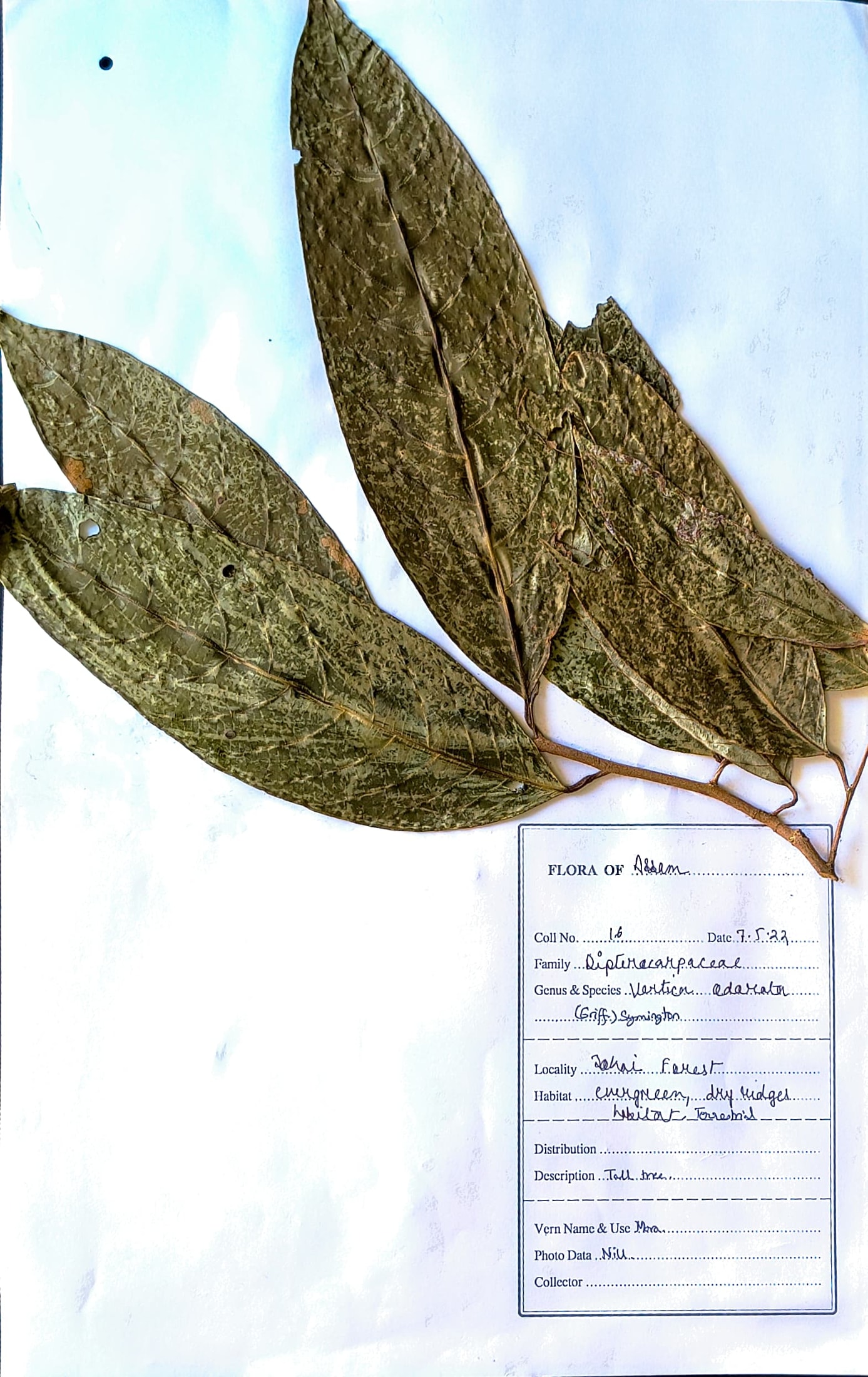 Mora (Ass.) (Herbarium)